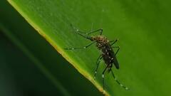 Malaria vaccine : मलेरियाला रोखण्यासाठी आली लस; 2025 पर्यंत अवघं जग मलेरियामुक्त होणार Special Report