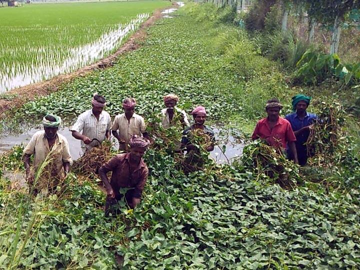 Tanjore: Farmers digging at their own expense due to lack of public works தஞ்சை: பொதுப்பணித்துறை கண்டுகொள்ளாததால் வாய்க்காலை சொந்த செலவில் தூர்வாரும் விவசாயிகள்