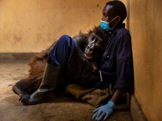 Ndakasi, mountain gorilla who became selfie star dies in the arms of her caretaker Mountain Gorilla Ndakasi Dies | வைரலான செல்பி ஸ்டார்.. வளர்த்தவரின் தோள்களிலேயே உயிரை விட்டது கொரில்லா டகாசி..!