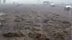 જૂનાગઢઃ માંગરોળમાં માળિયા હાટિનામાં ગાજવીજ સાથે વરસાદ શરૂ, ખેતીના પાકને ભારે નુકસાનની ભીતી