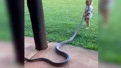 Viral Video: ২ বছরের খুদের হাতে বিশালাকার রাক্ষুসে সাপ, ভিডিও দেখে হতবাক নেটিজেনরা