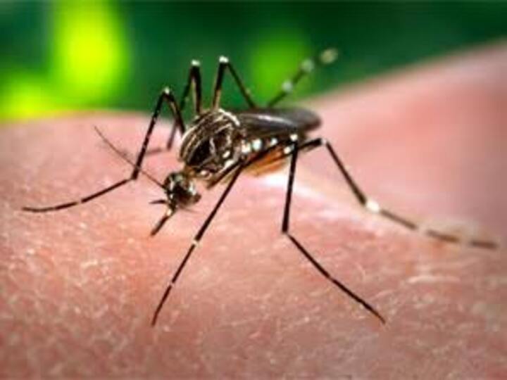 Dengue | காய்ச்சல்தானேன்னு அலட்சியமா இருக்காதீங்க, உஷார்.. டெங்கு குறித்து அறியவேண்டியவை இதோ