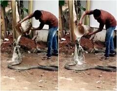 Viral Video: शख्स ने कोबरा को नहलाया और पानी भी पिलाया, सोशल मीडिया पर वायरल हो रहा है वीडियो