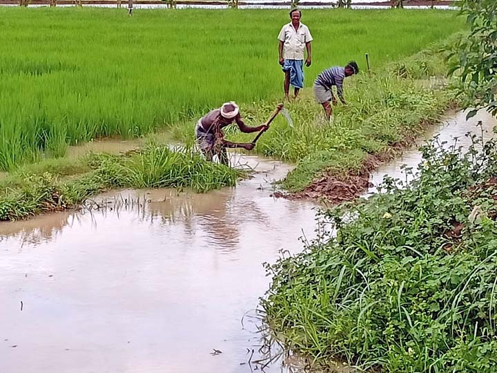 தஞ்சை: மழையால் 1000 ஏக்கர் சம்பா நாற்றுகள் அழுகும் அபாயம் - அதிகாரிகள் மீது நடவடிக்கை பாயுமா?