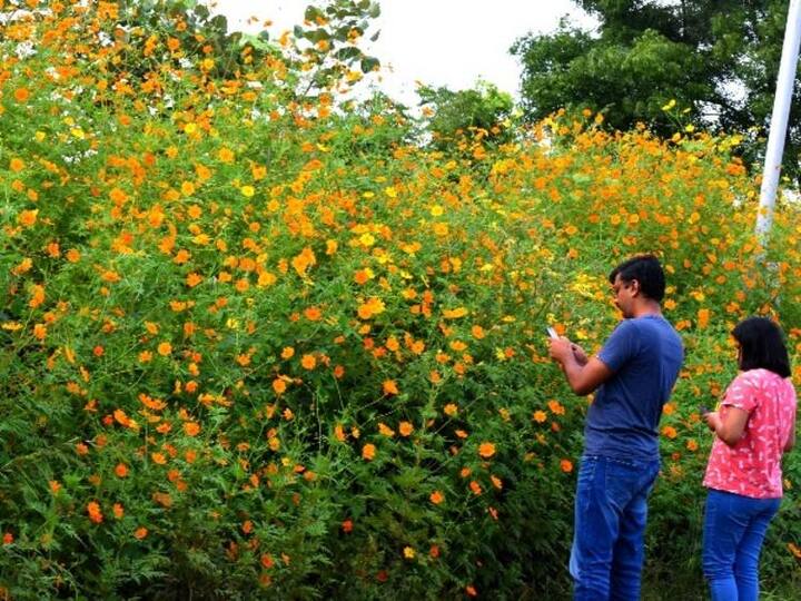 பறித்திடும் பொழுதிலும் சிரிக்கின்றாய்