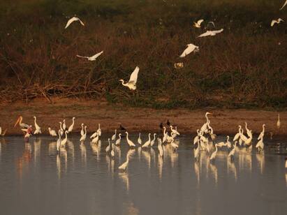 A bird watching event was held in Madurai பழுப்புக் கீச்சான், உள்ளான், மஞ்சள் வாலாட்டி.. மதுரையில் நடைபெற்ற பறவை காணுதல் நிகழ்ச்சி!