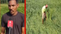 છોટાઉદેપુરઃ સરહદી ગામોમાં વાવાઝોડા સાથેના વરસાદે છીનવ્યો ખેડૂતોના મોમા આવેલો કોડિયો