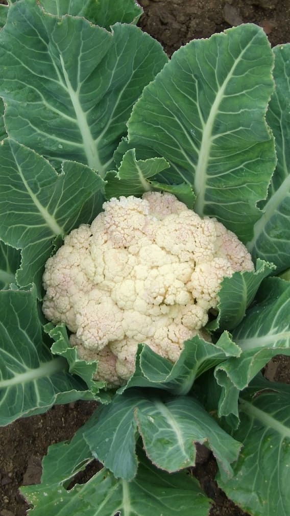 ফুলকপির উপকারিতা