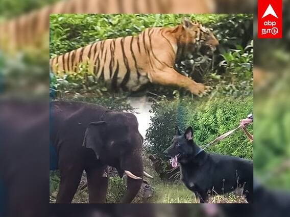 T23 Update : என்ன ஆனது டி23 புலி?.. களத்திலிருந்து நேரடி ரிப்போர்ட்... | Nilgiris | Man eater tiger