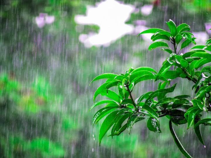 West Bengal Weather Update forecast of rain from tomorrow in several parts of state Weather Update : রাতারাতি গায়েব শীতের আমেজ, দেখে নিন কাল থেকে কোথায় কোথায় বৃষ্টির সম্ভাবনা