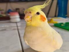 కిందున్న పిచుకలు ఎంత ముద్దుగా ఉన్నాయో చుడండి