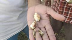 Gulabi Sundi: ਮਾਨਸਾ ਤੇ ਬਠਿੰਡਾ ਮਗਰੋਂ ਹੁਣ ਸੰਗਰੂਰ ਵਿੱਚ ਨਰਮੇ ਦੀ ਫਸਲ 'ਤੇ ਗੁਲਾਬੀ ਸੁੰਡੀ ਦਾ ਹਮਲਾ