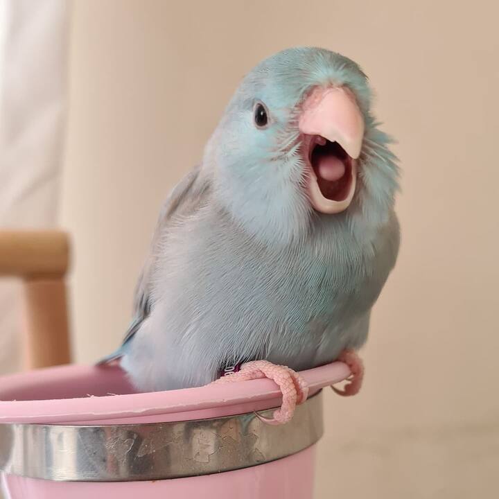 Image Caption: @neselikanatlarcockatiel