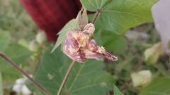 Gulabi Sundi: ਮਾਨਸਾ ਤੇ ਬਠਿੰਡਾ ਮਗਰੋਂ ਹੁਣ ਸੰਗਰੂਰ ਵਿੱਚ ਨਰਮੇ ਦੀ ਫਸਲ 'ਤੇ ਗੁਲਾਬੀ ਸੁੰਡੀ ਦਾ ਹਮਲਾ