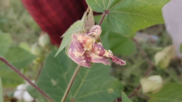 ਸੰਗਰੂਰ: ਪੰਜਾਬ ਵਿੱਚ ਇਸ ਵਾਰ ਨਰਮੇ ਦੀ ਫਸਲ ਉੱਤੇ ਗੁਲਾਬੀ ਸੁੰਡੀ ਦਾ ਹਮਲਾ ਹੋਇਆ ਹੈ। ਇਸ ਨਾਲ 20 ਸਾਲ ਬਾਅਦ ਇੰਨੇ ਵੱਡੇ ਪੱਧਰ ਉੱਤੇ ਨਰਮੇ ਦੀ ਫਸਲ ਪ੍ਰਭਾਵਿਤ ਹੋਈ ਹੈ। ਪਹਿਲਾਂ ਮਾਨਸਾ, ਬਠਿੰਡਾ ਤੇ ਹੁਣ ਸੰਗਰੂਰ ਵਿੱਚ ਨਰਮੇ ਦੇ ਖੇਤ ਖਾਲੀ ਹੋਣ ਲੱਗੇ ਹਨ।