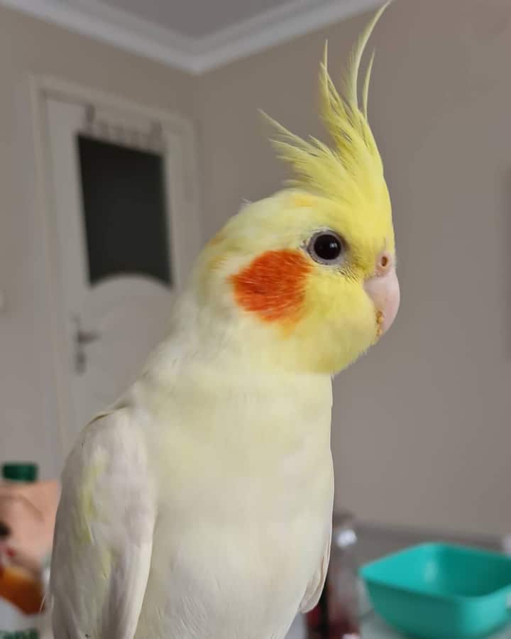 Image Caption: @neselikanatlarcockatiel