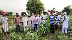 Gulabi Sundi: ਮਾਨਸਾ ਤੇ ਬਠਿੰਡਾ ਮਗਰੋਂ ਹੁਣ ਸੰਗਰੂਰ ਵਿੱਚ ਨਰਮੇ ਦੀ ਫਸਲ 'ਤੇ ਗੁਲਾਬੀ ਸੁੰਡੀ ਦਾ ਹਮਲਾ