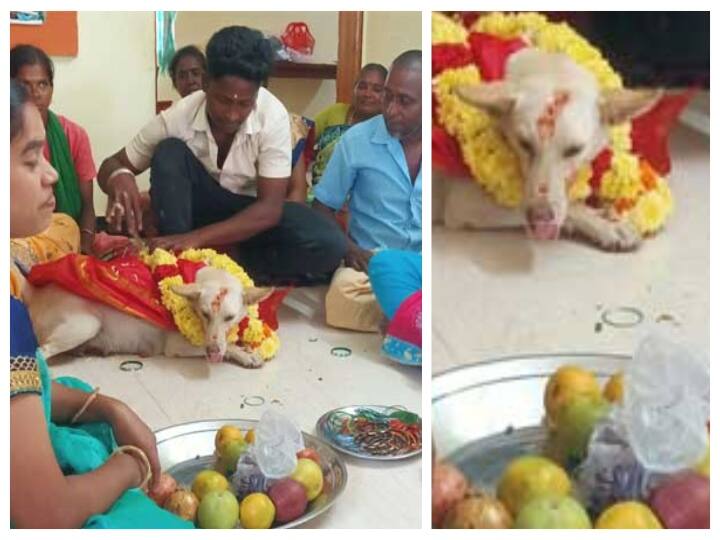 Theni family held a baby shower for a pet dog ‛சில்க் ஸ்மிதா’ வளைகாப்பு: கோலாகலமாக கொண்டாடிய குடும்பத்தினர்! தேனியில் நெகிழ்ச்சி!