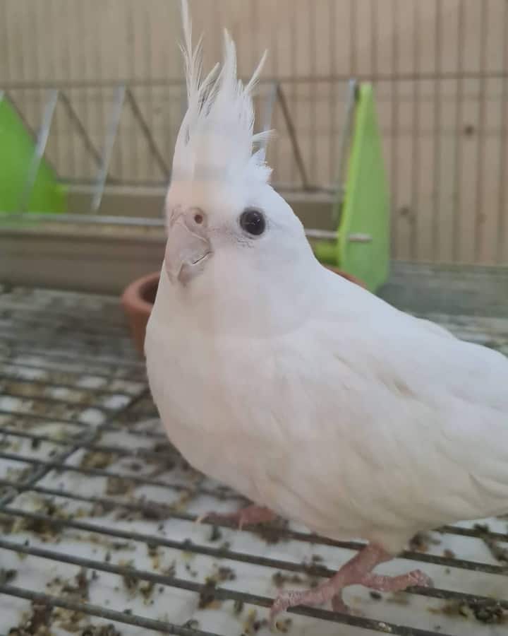 Image Caption: @neselikanatlarcockatiel