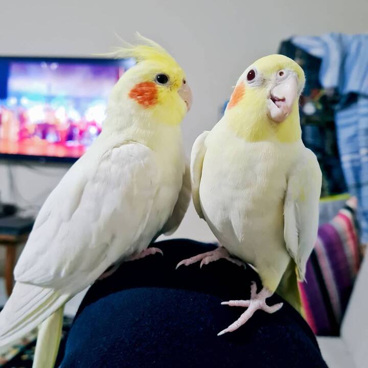 Image Caption: @neselikanatlarcockatiel