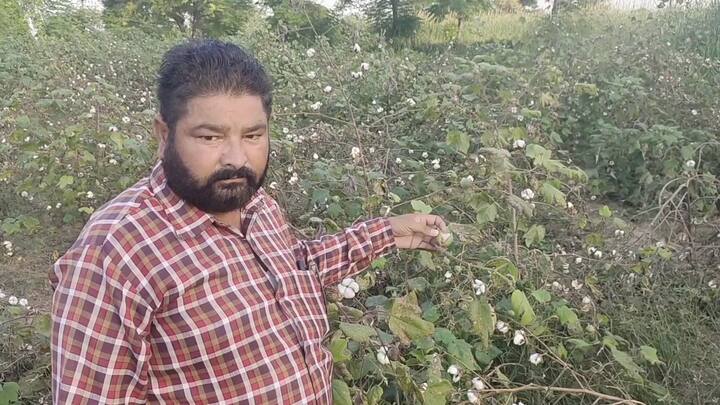 ਇਸ ਬਾਰੇ ਪਟਵਾਰੀ ਨੇ ਦੱਸਿਆ ਕਿ ਸਰਕਾਰ ਤੇ ਪ੍ਰਸ਼ਾਸਨ ਵੱਲੋਂ ਆਦੇਸ਼ ਹੈ ਕਿ ਪਿੰਡਾਂ ਵਿੱਚ ਜਾ ਕੇ ਪਤਾ ਕੀਤਾ ਜਾਵੇ ਕਿ ਕਿੰਨੀ ਨਰਮੇ ਦੀ ਫਸਲ ਦੀ ਖੇਤੀ ਹੋ ਰਹੀ ਹੈ ਤੇ ਕਿੰਨਾ ਨੁਕਸਾਨ ਹੋ ਰਿਹਾ ਹੈ। ਜੋ ਖੇਤ ਕਿਸਾਨ ਵਿਖਾ ਰਹੇ ਹਨ, ਉਸ ਬਾਰੇ ਲਿਖ ਰਹੇ ਹਾਂ। ਉਸ ਦੇ ਬਾਅਦ ਪ੍ਰਬੰਧਕੀ ਅਧਿਕਾਰੀ ਵੇਖਣਗੇ ਕਿ ਕਿੰਨਾ ਮੁਆਵਜਾ ਬਣੇਗਾ ਤੇ ਕਿੰਨਾ ਖੇਤ ਵਿੱਚ ਨੁਕਸਾਨ ਹੋਇਆ ਹੈ।