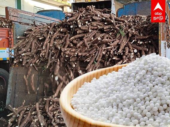 Sago Production : ஜவ்வரிசியில் இவ்வளவு ரசாயனமா..? அரசுதான் மனதுவைக்க வேண்டும்.. விவசாயிகளின் கோரிக்கை..