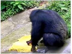 Viral Video! चिंपांजी ने देसी स्टाइल में इंसानों की तरह धोए कपड़े, मिल रहे ऐसे रिएक्शन