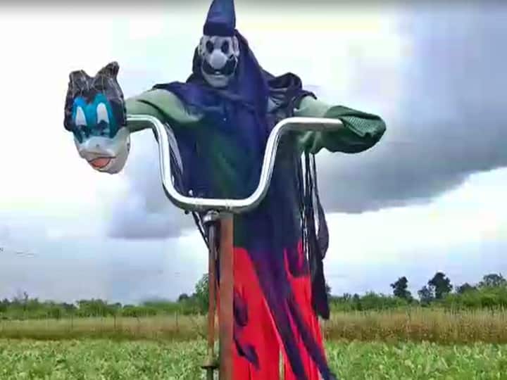 Telangana young farmer invented ghost rider type thing to avoid birds animals Flying Ghost: పొలంలో ఘోస్ట్ రైడర్... బొమ్మను చూసి పక్షులు పరార్... యువరైతు వినూత్న ఆలోచన