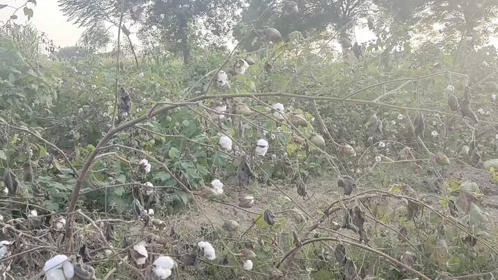 ਰੋੜੇ ਬਾਲ ਪਿੰਡ ਦੇ ਕਿਸਾਨਾਂ ਨਾਲ ਜਦੋਂ ਗੱਲਬਾਤ ਕੀਤੀ ਗਈ ਤਾਂ ਉਨ੍ਹਾਂ ਨੇ ਦੱਸਿਆ ਕਿ ਅਸੀਂ ਸਾਰੇ ਕਿਸਾਨਾਂ ਨੇ ਠੇਕੇ ਉੱਤੇ ਜ਼ਮੀਨ ਲੈ ਕੇ ਇਹ ਨਰਮੇ ਦੀ ਖੇਤੀ ਕੀਤੀ ਸੀ ਪਰ ਖੇਤ ਤੁਹਾਡੇ ਸਾਹਮਣੇ ਹਨ। ਗੁਲਾਬੀ ਸੁੰਡੀ ਦਾ ਹਮਲਾ ਹੋ ਚੁੱਕਿਆ ਹੈ ਤੇ ਫਸਲ ਸੁੱਕ ਰਹੀ ਹੈ। ਸਾਡੇ ਖੇਤਾਂ ਵਿੱਚ ਤਾਂ 80 ਫ਼ੀਸਦੀ ਨੁਕਸਾਨ ਹੋ ਚੁੱਕਿਆ ਹੈ।