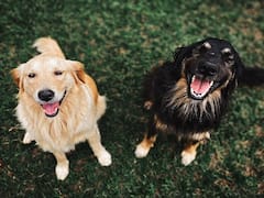 Can Dogs Sense Death: శునకాలు మరణాన్ని ముందే పసిగడతాయా? వాటి అరుపులతో ఆ విషయాన్ని మనకు తెలియజేస్తాయా?