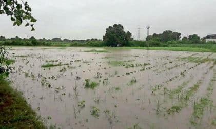 Damage crops due to heavy rainfall in gujarat પાછોતરા વરસાદના કારણે મગફળી,સોયાબીન અને બાજરી સહિતના પાકને મોટું નુકશાન
