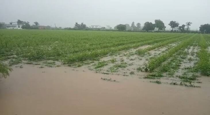 Due to Heavy rain falls in  saurashrta its Peanuts spoil in farm સૌરાષ્ટ્રમાં ક્યાં વીજળી પડતાં બે યુવકોનાં થયાં મોત ? વરસાદના કારણે ક્યાં પલળી ગઈ કરોડોની મગફળી?