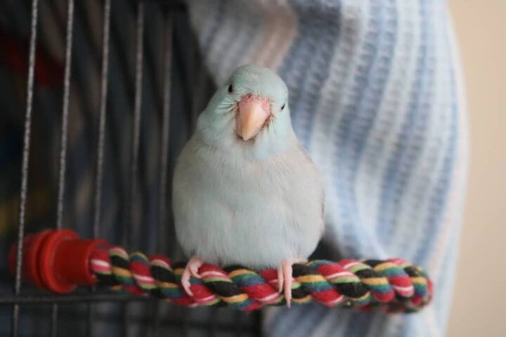 Image Caption: @neselikanatlarcockatiel