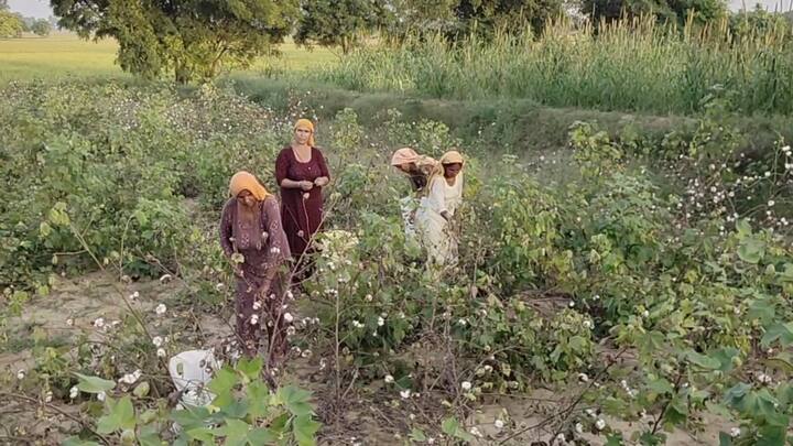 ਦੱਸ ਦਈਏ ਕਿ ਪਿਛਲੇ ਦਿਨੀਂ ਮੁੱਖ ਮੰਤਰੀ ਚਰਨਜੀਤ ਸਿੰਘ ਚੰਨੀ ਕਿਸਾਨਾਂ ਦੇ ਖੇਤਾਂ ਵਿੱਚ ਗਏ ਸਨ। ਉਨ੍ਹਾਂ ਨੇ ਵੱਡੇ-ਵੱਡੇ ਵਾਅਦੇ ਕੀਤੇ ਸਨ ਤੇ ਪ੍ਰਸ਼ਾਸਨਿਕ ਅਧਿਕਾਰੀਆਂ ਨੂੰ ਨਿਰਦੇਸ਼ ਦਿੱਤੇ ਸਨ ਕਿ ਪੈਸੇ ਦੀ ਕੋਈ ਪ੍ਰਵਾਹ ਨਹੀਂ। ਚੰਗੇ ਤੋਂ ਚੰਗਾ ਕੀਟਨਾਸ਼ਕ ਕਿਸਾਨਾਂ ਨੂੰ ਦਿੱਤਾ ਜਾਵੇ ਪਰ ਉਹ ਸਿਰਫ ਹਵਾਈ ਗੱਲਾਂ ਹੀ ਨਿਕਲੀਆਂ।