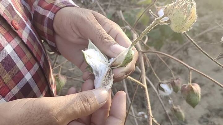 ਕਿਸਾਨ ਉਦਾਸ ਹਨ ਤੇ ਚਿਹਰੇ ਉੱਤਰੇ ਹੋਏ ਹਨ। ਜ਼ਿਲ੍ਹਾ ਸੰਗਰੂਰ ਦੇ ਲਹਿਰਾਗਾਗਾ ਇਲਾਕੇ ਦੇ ਰੋੜੇਵਾਲ ਪਿੰਡ ਵਿੱਚ ਵੱਡੇ ਪੱਧਰ ਉੱਤੇ ਨਰਮੇ ਦੀ ਫਸਲ ਉੱਤੇ ਗੁਲਾਬੀ ਸੂੰਡੀ ਦਾ ਹਮਲਾ ਹੋਇਆ ਹੈ।