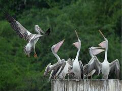 Kolkata News: कोलकाता के वाइल्ड लाइफ प्रेमियों के लिए खुशखबरी, मिनी Zoo में अब नजर आएंगे मगरमच्छ और कई प्रजातियों के पक्षी