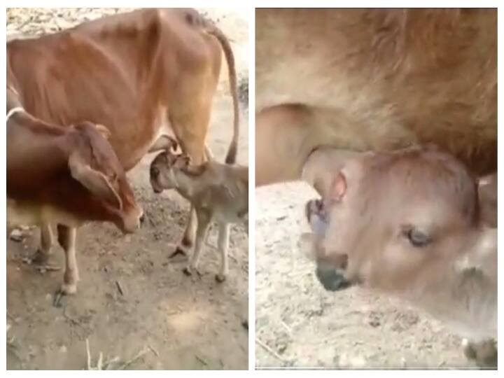 Cow Calf born with 2 heads and 3 eyes on the eve of Navratri worshipped as Maa Durga Watch Viral Video | என்ன ஆச்சு இந்த கன்றுக்குட்டிக்கு.. இன்ஸ்டா வைரல்.. இதுதான் நடந்துச்சா