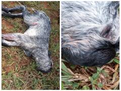 கிருஷ்ணகிரி: தலையில்லாமல் இறந்து பிறந்த ஆட்டுக்குட்டி.. தவித்த கால்நடை உரிமையாளர்..