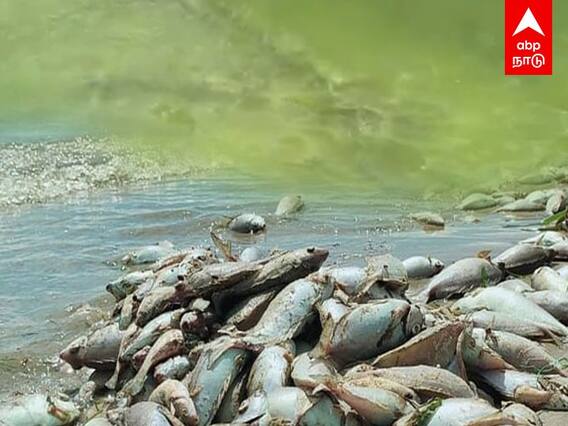 Sea turned to green : பச்சையாக மாறிய பாம்பன்.. மீன் வாங்கலாமா? நிபுணர்கள் விளக்கம்