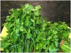 Kitchen Hacks: हरे धनिए को बिना फ्रिज के इस तरह रखें फ्रेश, जानें इसे खाने के फायदे