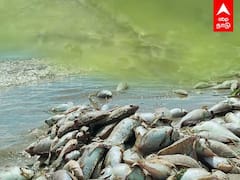 Rameswaram Sea: பச்சையாக மாறிய பாம்பன்.. மீன் வாங்கலாமா? நிபுணர்கள் விளக்கம்