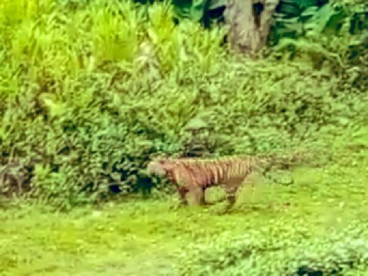 Discovery of the T 23 tiger in the Phosphorus forest near muthumalai tiger reserve OPERATION T23 : டி 23 புலி போஸ்பாரா வனப்பகுதியில் கண்டுபிடிப்பு-தேடுதல் வேட்டை தீவிரம்..!