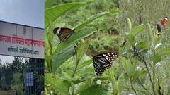 आंबिवलीतील निसर्ग उद्यानाची सफर, रंगीबेरंगी फुलांचं, फुलपाखरांचं दर्शन, 50 एकर जागेत उद्यान