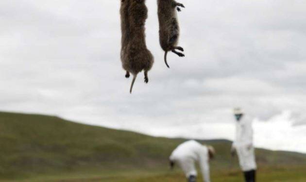 Deadly 'Black Death' epidemic can return again Russian doctor's WARNING વિશ્વ ઉપર 'બ્લેક ડેથ'નો ખતરો, રશિયાના ડૉક્ટરે આપી આ ચેતવણી