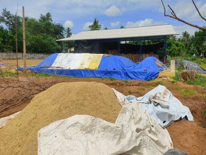 About 10,000 paddy bundles stagnant in Thiruvarur - Farmers demand immediate harvest திருவாரூரில் சுமார் 10,000 நெல் மூட்டைகள் தேக்கம் - உடனடியாக அறுவடை செய்ய விவசாயிகள் கோரிக்கை