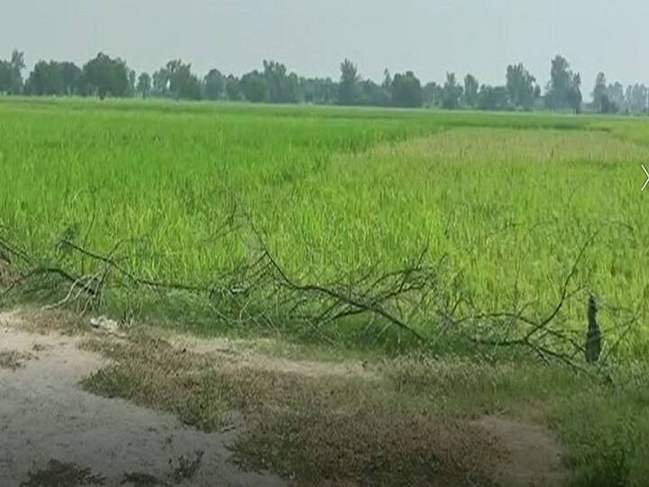 Mainpuri News: जलभराव से अन्नदाताओं की हजारों बीघा फसल को नुकसान, गांव के दबंगों पर नाला बंद कर जल निकासी रोकने का आरोप