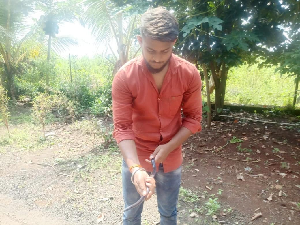 Sicilian | विक्रमगडमध्ये आढळला दुर्मिळ देवगांडूळ! काय आहेत वैशिष्ट्ये जाणून घ्या