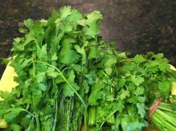 Kitchen Hacks : फ्रिजशिवाय कोथिंबीर ठेवा फ्रेश; 'हा' उपाय करेल मदत! Kitchen Hacks : फ्रिजशिवाय कोथिंबीर ठेवा फ्रेश; 'हा' उपाय करेल मदत!