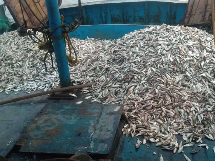 Seizure of 1050 kg of favorite fish using double fold nets in Thanjavur தஞ்சாவூரில் இரட்டை மடி வலைகளை பயன்படுத்தி பிடித்த 1050 கிலோ மீன்கள் பறிமுதல்