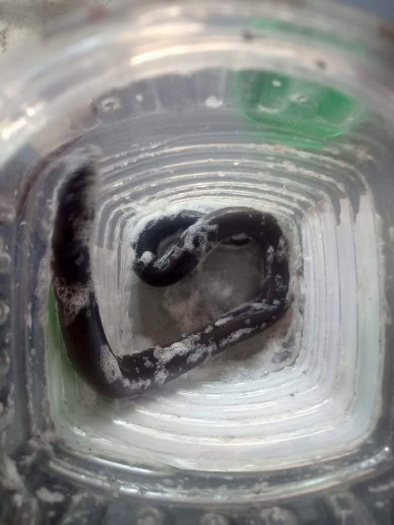 Sicilian | विक्रमगडमध्ये आढळला दुर्मिळ देवगांडूळ! काय आहेत वैशिष्ट्ये जाणून घ्या